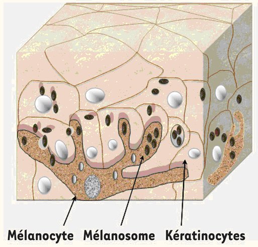 Mélanocytes-Kératinocytes.jpg